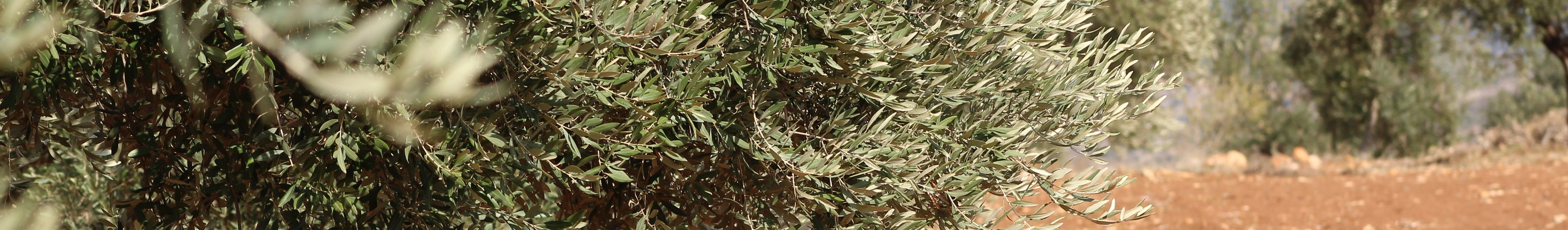 Dense olive branches laden with green leaves extend outward under the bright sunlight, set against a backdrop of a dry, earthy landscape. Ideal for eco friendly and sustainable settings