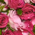 Pink roses glistening with water droplets clustered together amidst lush green leaves, creating a vibrant and fresh floral display [5 oz]