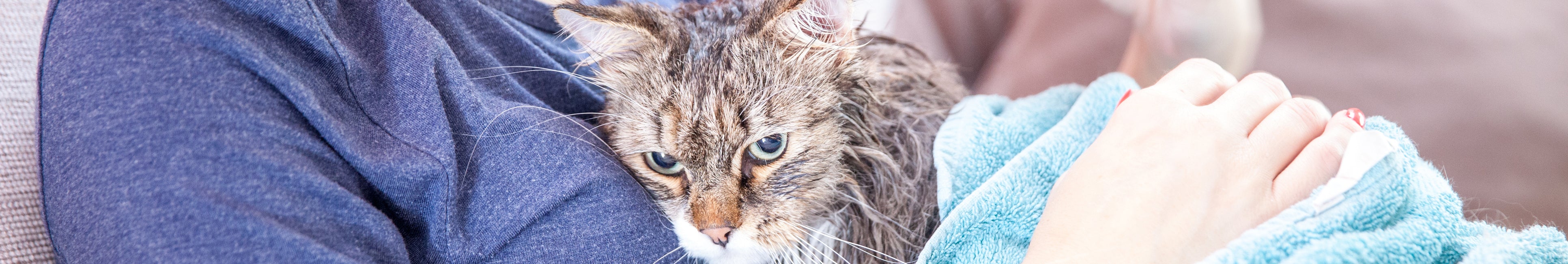 A wet cat, wrapped in a blue towel, rests on a persons arm wearing a dark blue shirt, conveying a cozy and affectionate post bath scene